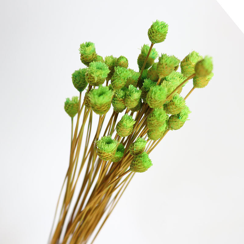 50Pcs Flower Brazilian Natural Dried Flower