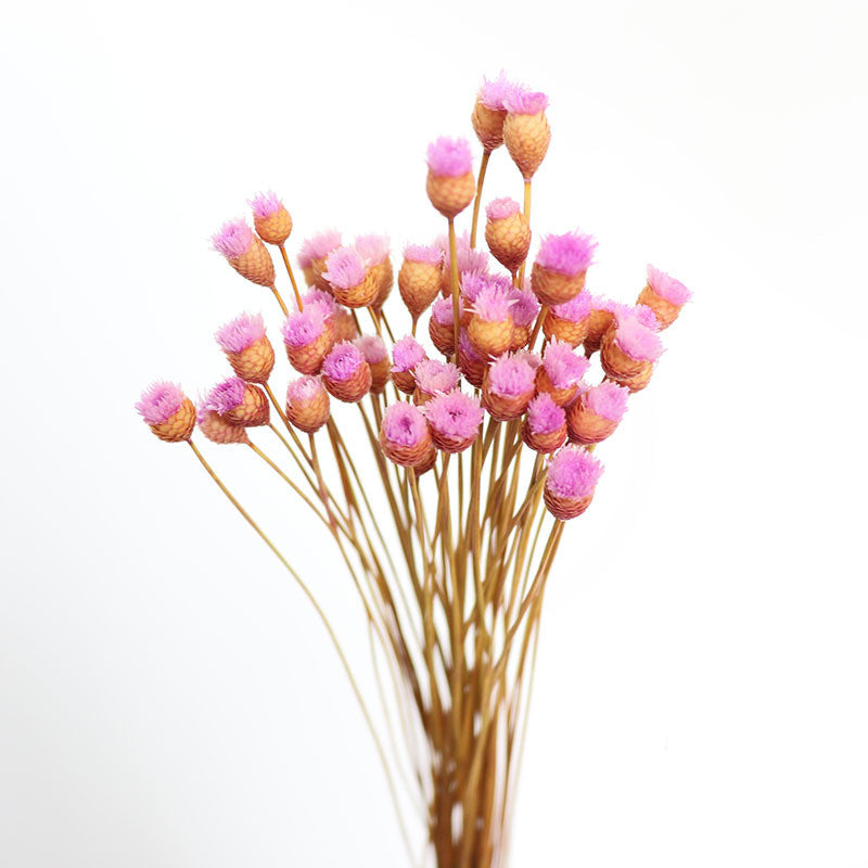 50Pcs Flower Brazilian Natural Dried Flower