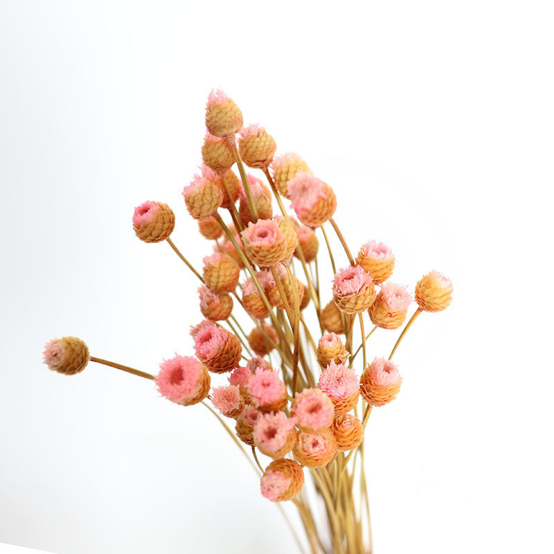 50Pcs Flower Brazilian Natural Dried Flower