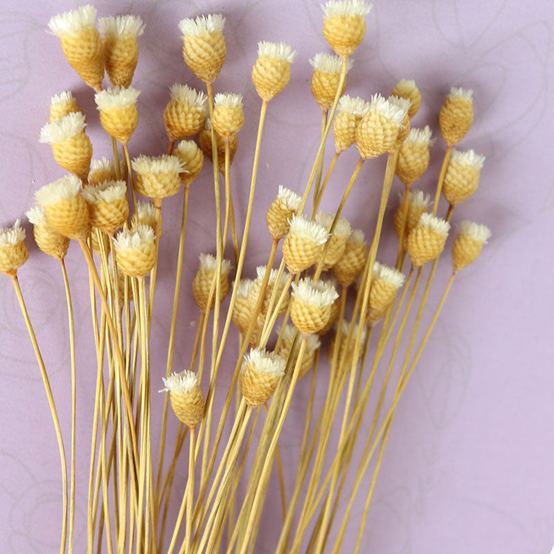50Pcs Flower Brazilian Natural Dried Flower