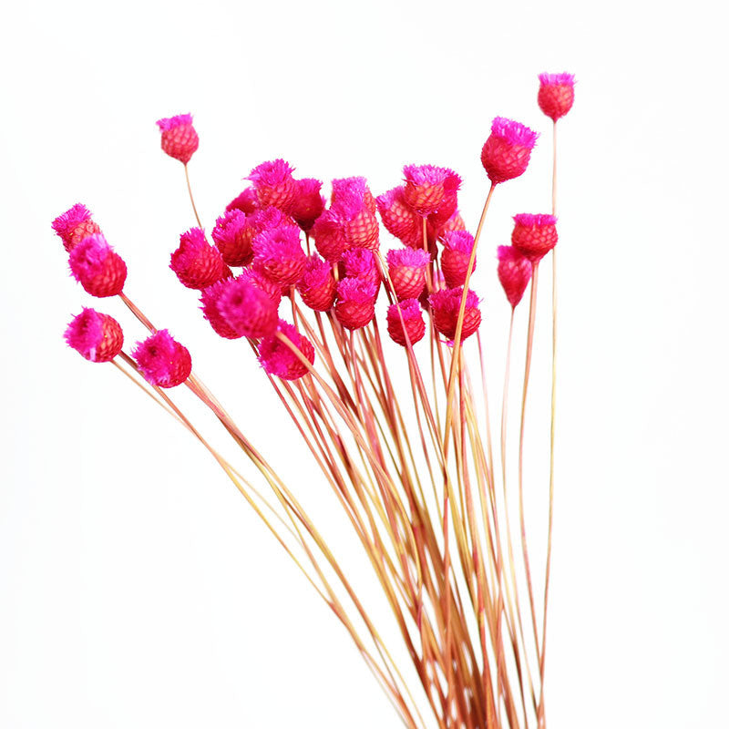 50Pcs Flower Brazilian Natural Dried Flower