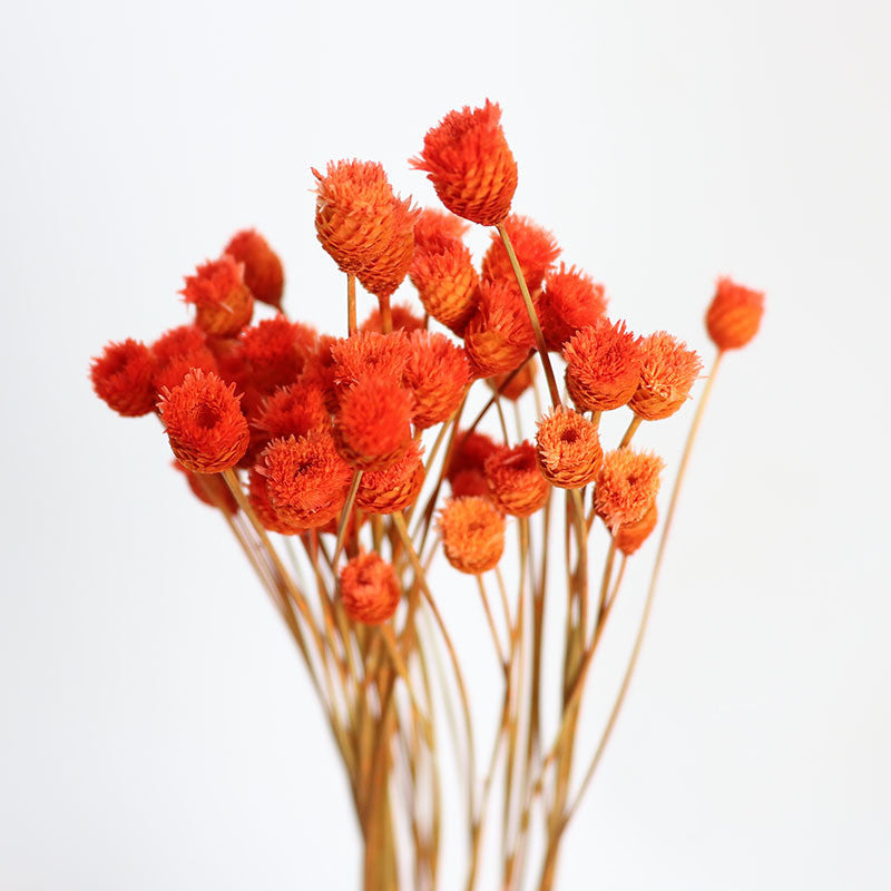 50Pcs Flower Brazilian Natural Dried Flower