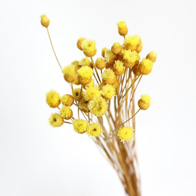 50Pcs Flower Brazilian Natural Dried Flower
