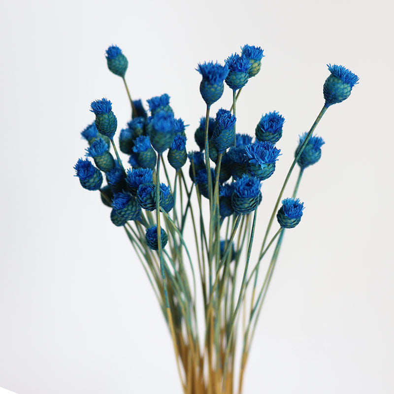 50Pcs Flower Brazilian Natural Dried Flower