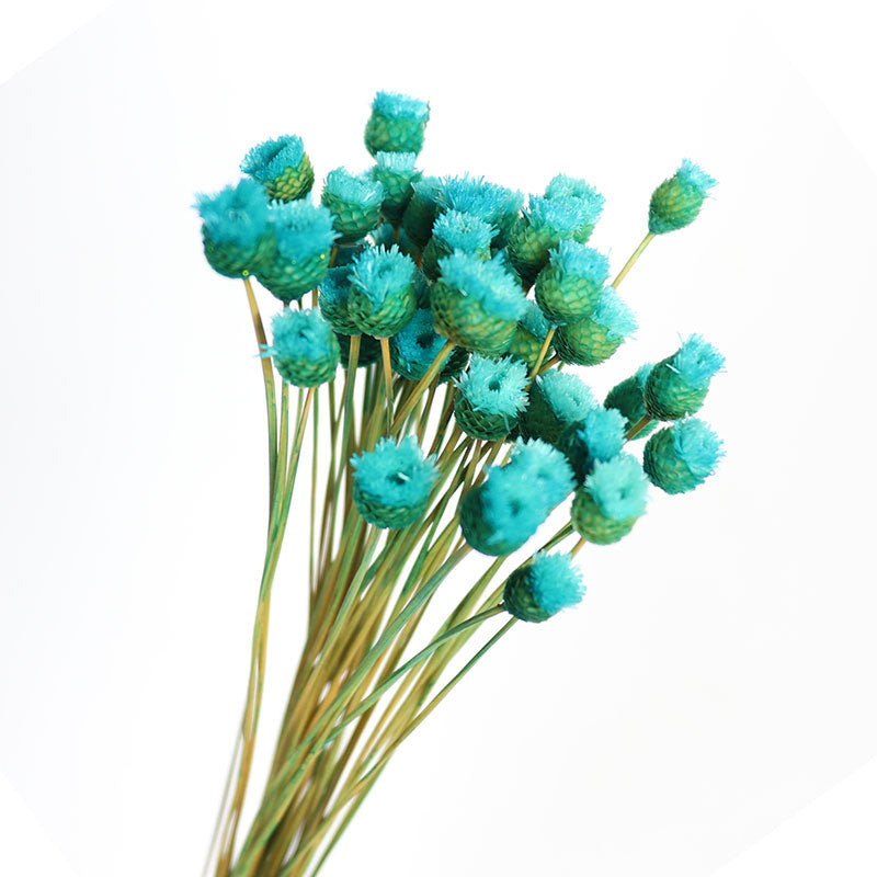 50Pcs Flower Brazilian Natural Dried Flower
