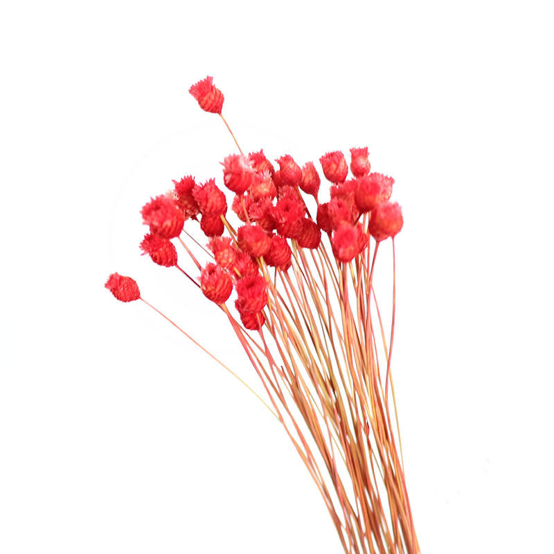 50Pcs Flower Brazilian Natural Dried Flower