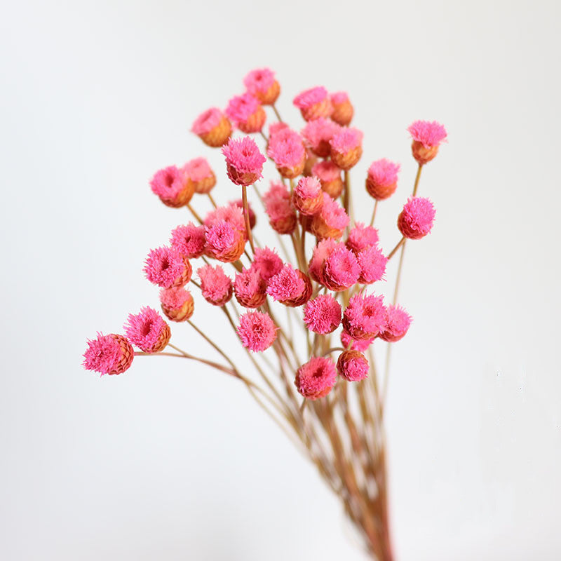 50Pcs Flower Brazilian Natural Dried Flower