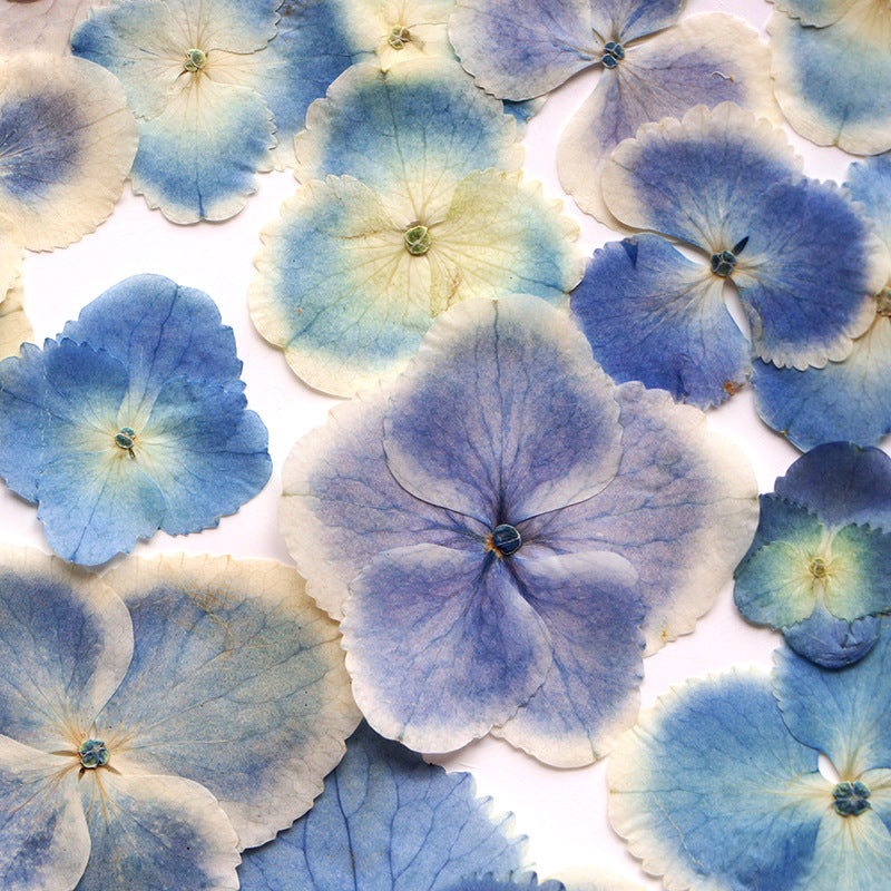 Peacock Hydrangea Dried Flower Embossed Face Flower True Flower Plant Bookmark Flower