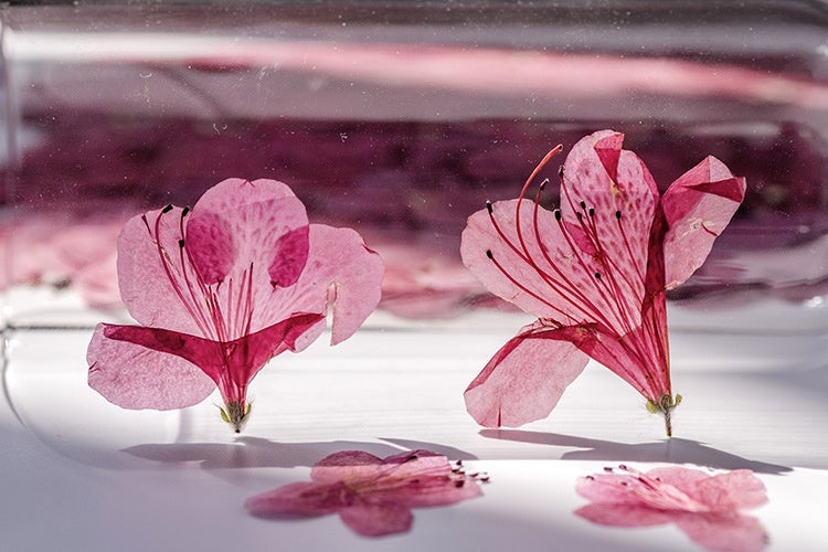 Azalea Dried Flower Ornament