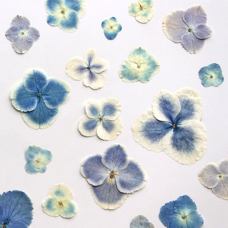 Peacock Hydrangea Dried Flower Embossed Face Flower True Flower Plant Bookmark Flower